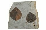 Two Fossil Leaves (Zizyphoides) - Montana #215524-1